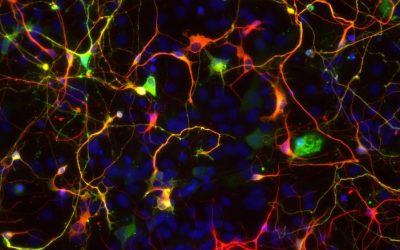 Transforman por primera vez astrocitos en neuronas específicas para reparar circuitos visuales