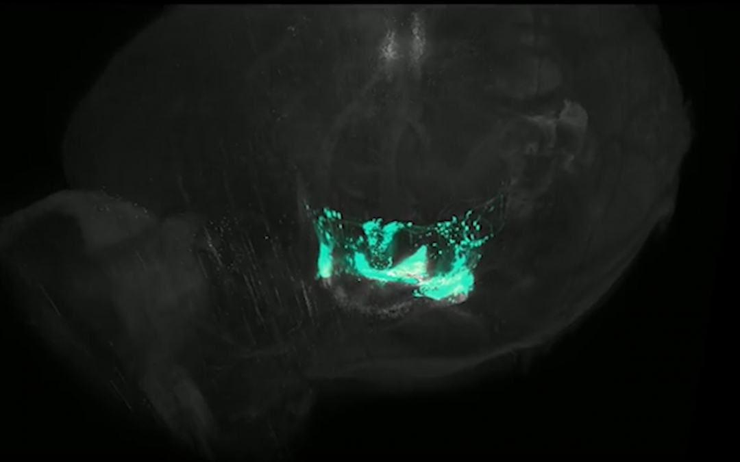 Visualizan los circuitos de oxitocina y vasopresina en 3D con una resolución sin precedentes