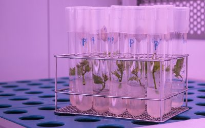 Investigadors, empreses i juristes reclamen un canvi urgent en la legislació europea sobre l’edició genètica de plantes