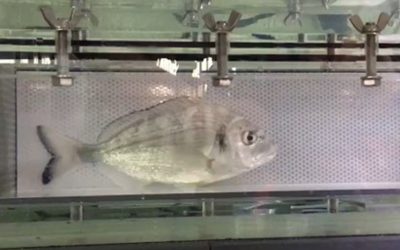 Comprueban que peces de cultivo adaptados a bajos niveles de oxígeno mejoran su respuesta al ejercicio