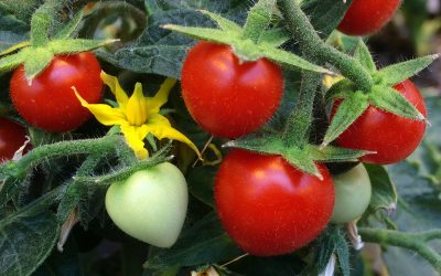 Investigadors del CSIC descobreixen un nou mecanisme per a controlar la maduració de la tomaca