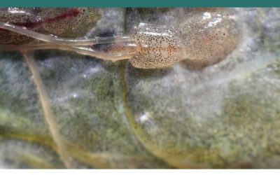 El Instituto de Acuicultura Torre de la Sal edita un manual de referencia para el control de enfermedades parasitarias de peces