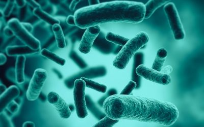 Investigadoras del CSIC identifican una nueva bacteria intestinal capaz de reducir los niveles de glucosa en sangre después de las comidas