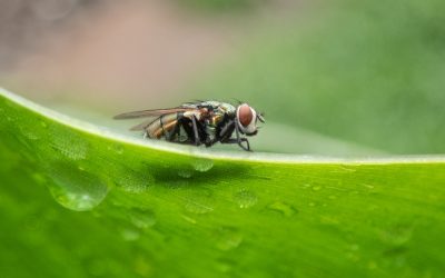 El sistema inmune en su conjunto restringe la evolución de los virus