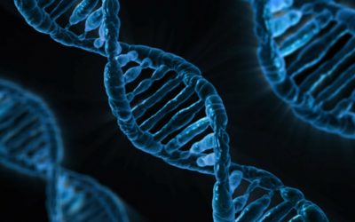 Un método desarrollado por el CSIC permite estudiar la organización de la diversidad de las funciones biológicas a nivel celular