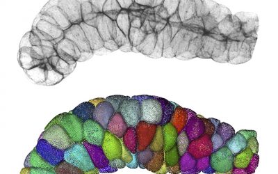 Descubren un principio matemático que explica cómo se conectan las células entre sí para formar tejidos y órganos