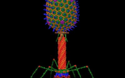 Molècules intel·ligents a mesura basades en fags indueixen la mort de bacteris resistents de manera ràpida