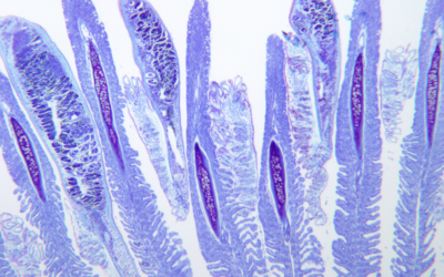 Investigadores del CSIC revelen nous aspectes de la sparicotylosis, la principal malaltia dels cultius d’orada