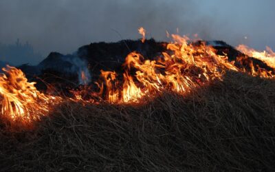Una investigació del CSIC analitza l’impacte dels incendis forestals als ecosistemes marins