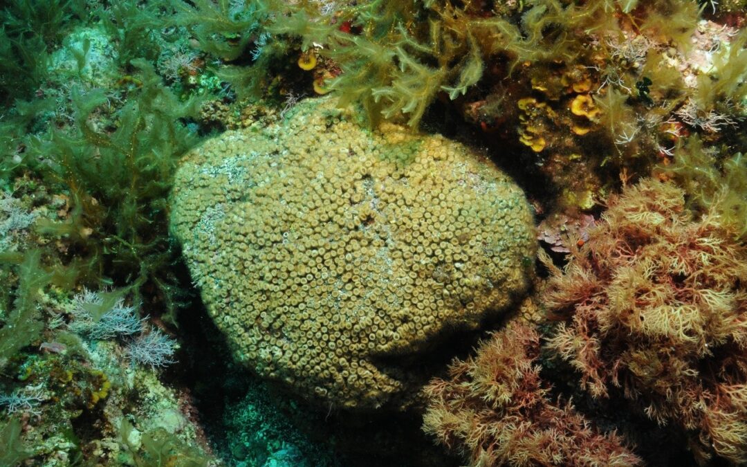 Encuentran por primera vez restos de contaminación industrial en corales