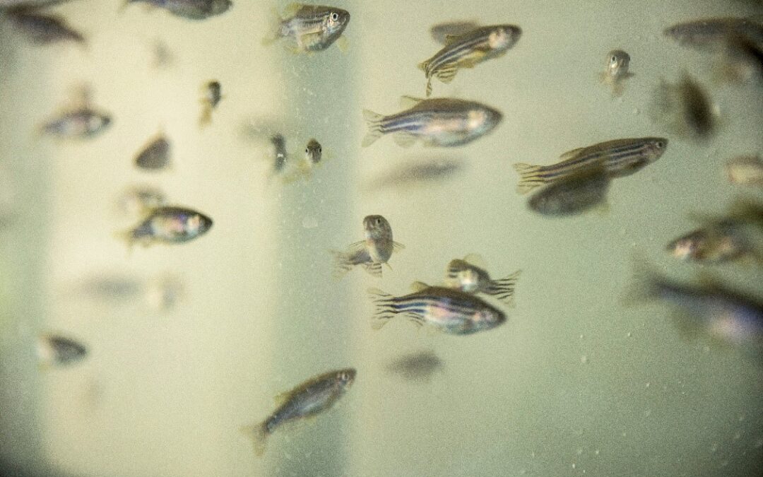 Hallan un nuevo mecanismo de regulación de la actividad locomotora a través de la secreción de melatonina en los peces