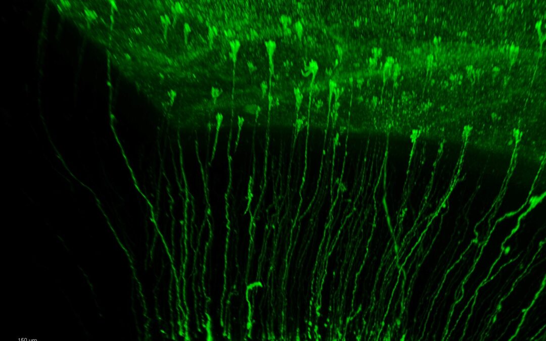 Investigadors de l’Institut de Neurociències descobreixen la implicació de llinatges paral·lels de cèl·lules mare en la creació de neurones