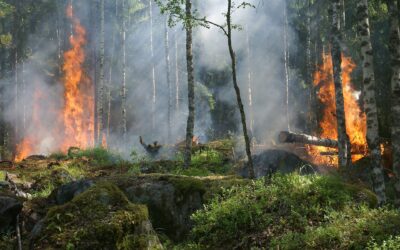 Los nuevos incendios causados por el cambio global reducen la abundancia y diversidad de las plantas leñosas