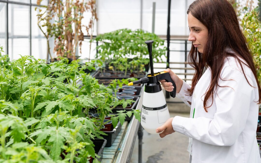 Un equipo del IBMCP (CSIC-UPV) descubre un nuevo compuesto para proteger a los tomates contra las bacterias y la sequía