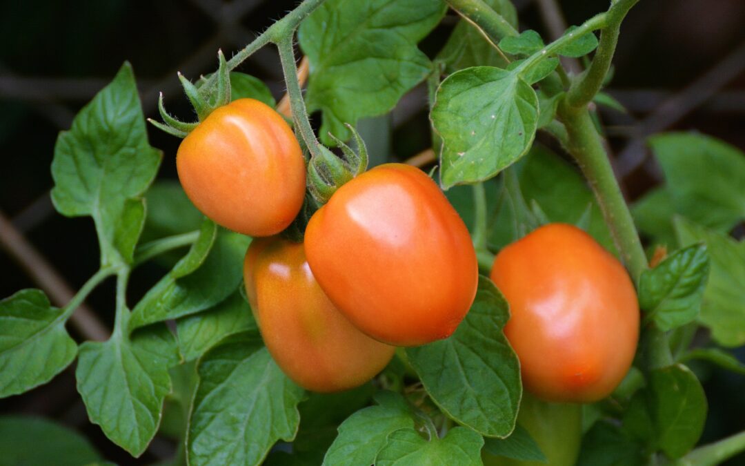 Madeinplant, spin off del CSIC y la UPV, y la Universidad Miguel Hernández desarrollarán nuevas líneas de tomate Muchamiel y de Pera