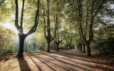 Descubren un regulador que modula el crecimiento de las plantas ante la falta de luz