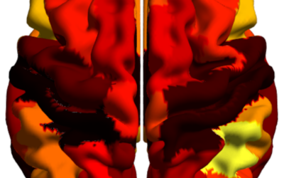 Un estudio revela la arquitectura dinámica del cerebro utilizando técnicas avanzadas de resonancia magnética