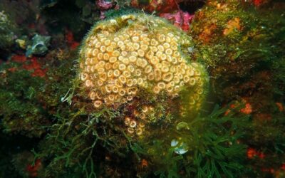 El calentamiento del Mediterráneo disminuye el crecimiento de un coral endémico en las islas Columbretes