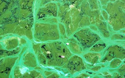 Describen un mecanismo clave para la adaptación de las bacterias que hicieron respirable la atmósfera de la Tierra