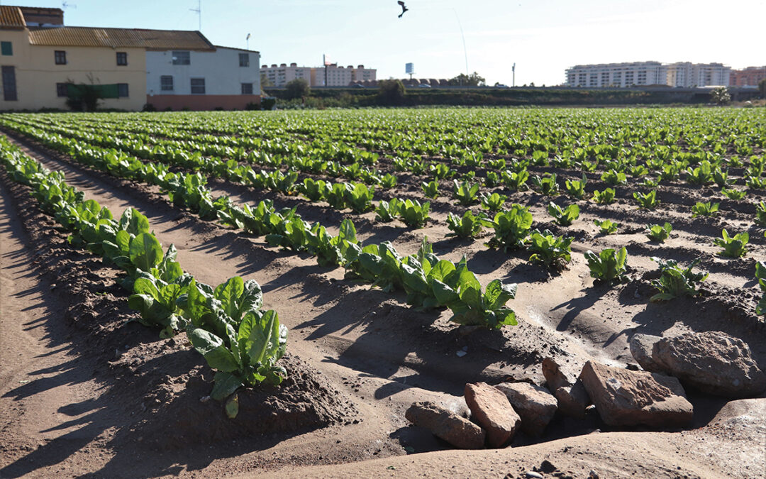 València y l’Horta Nord, Sud y Oest podrían autoabastecerse de alimentos que ahora importan de otras regiones
