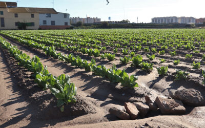 València y l’Horta Nord, Sud y Oest podrían autoabastecerse de alimentos que ahora importan de otras regiones