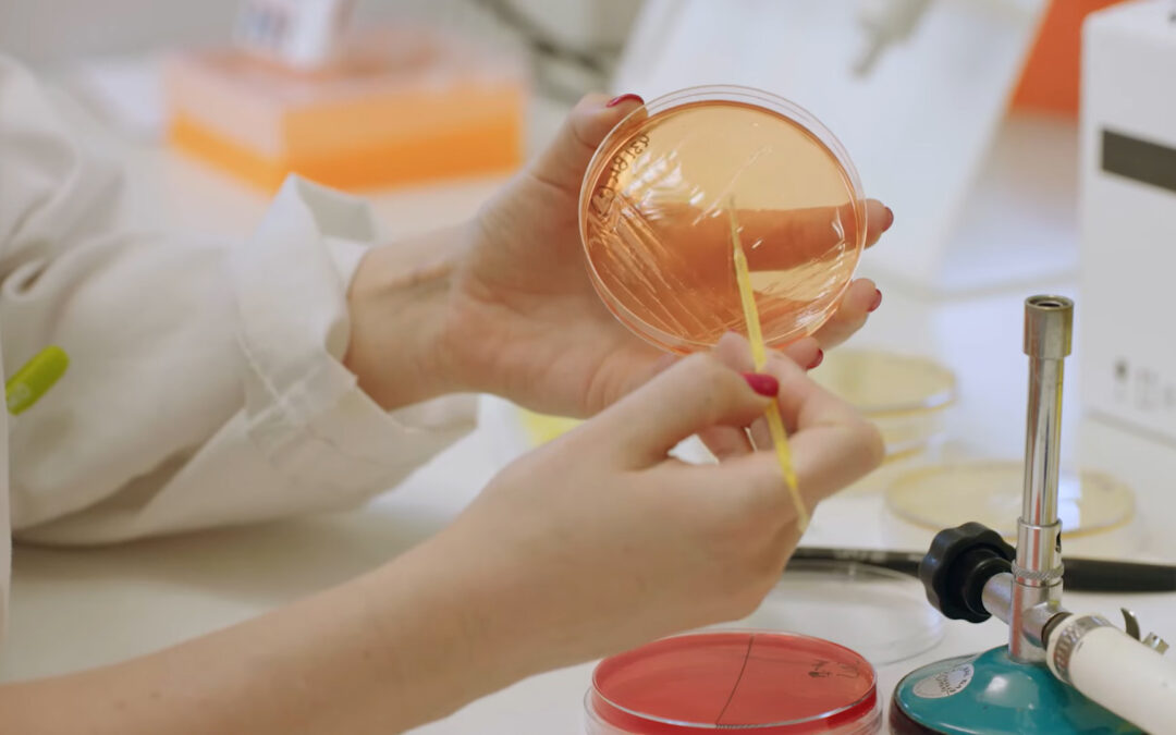 Los efectos de una bacteria intestinal sobre la inmunidad innata abren una nueva vía para prevenir la obesidad