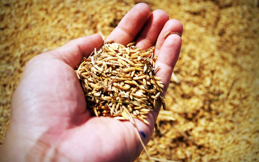 El CSIC convierte un subproducto del arroz en un recurso biotecnológico de alto valor